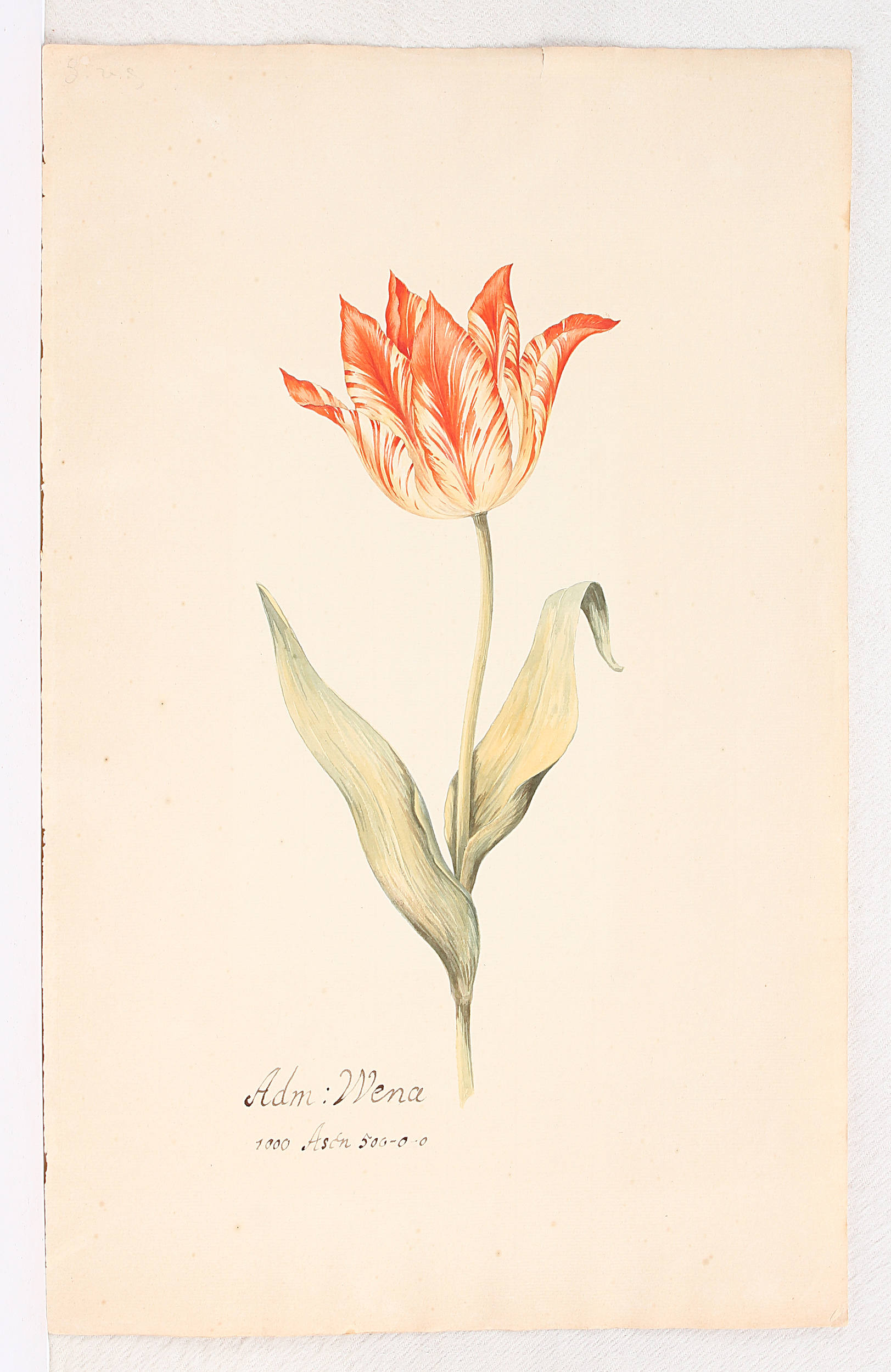 Tulpen. 10 Bll. Aquarelle