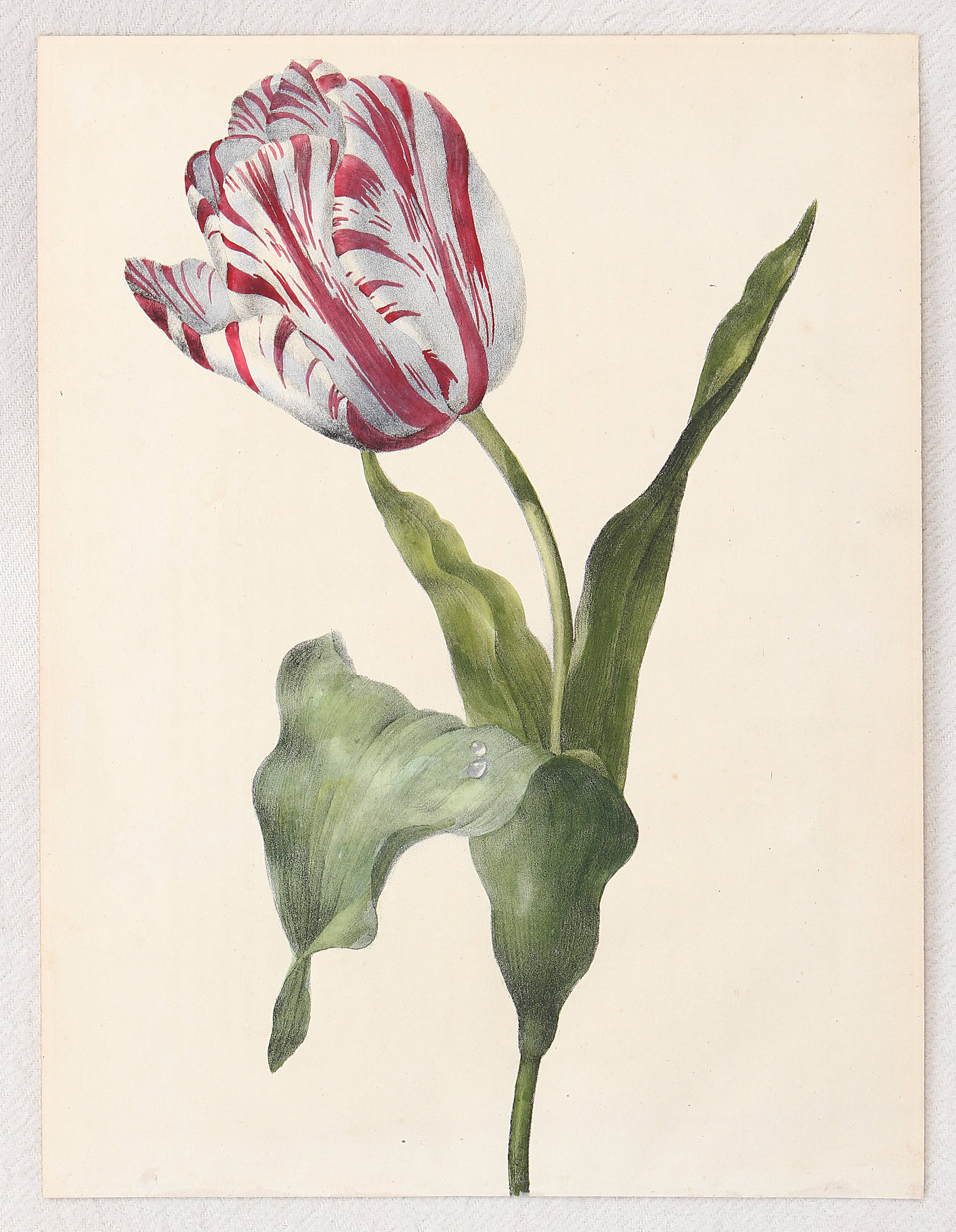 Tulpen. 17 Bll. Aquarelle u. Zeichnungen