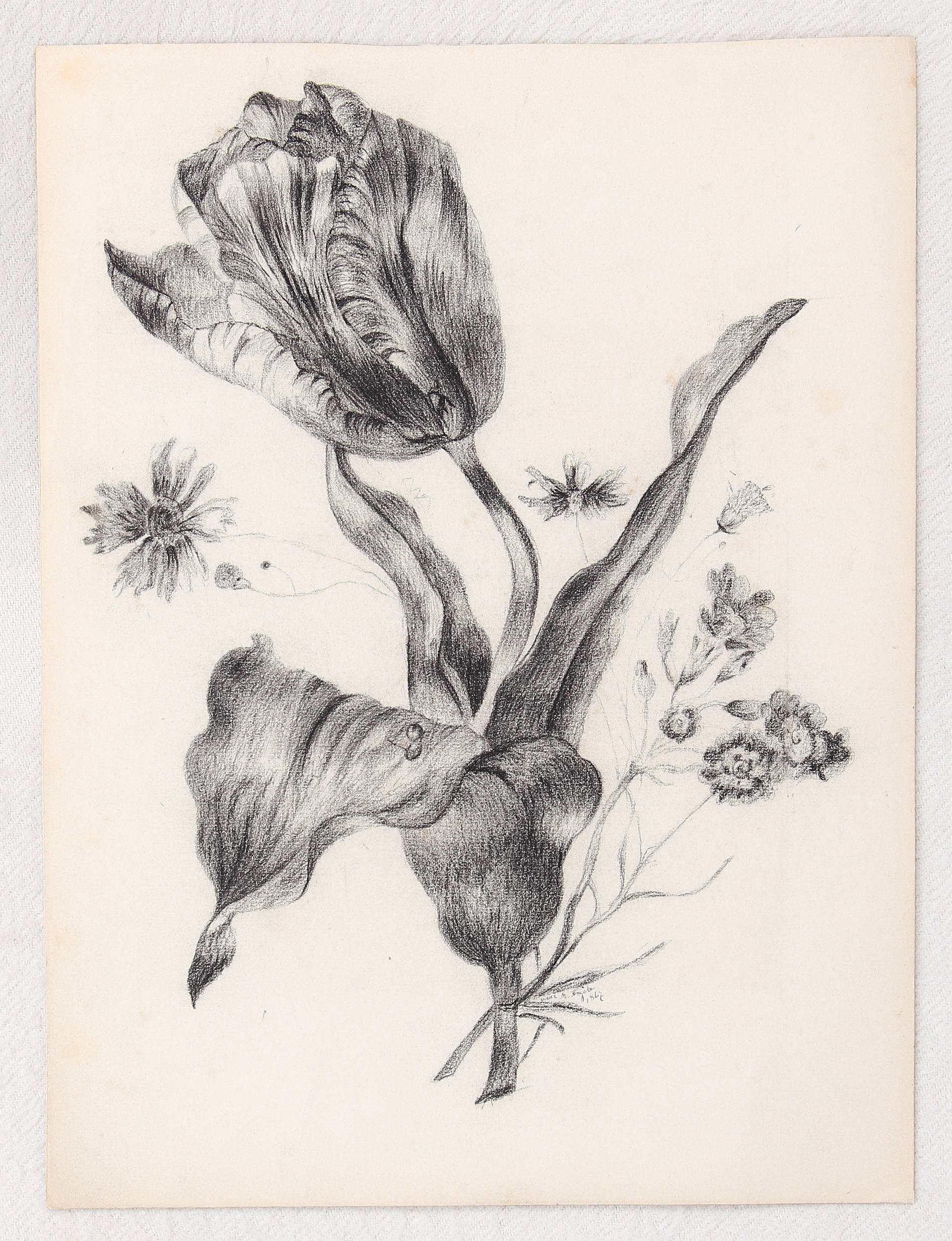 Tulpen. 17 Bll. Aquarelle u. Zeichnungen