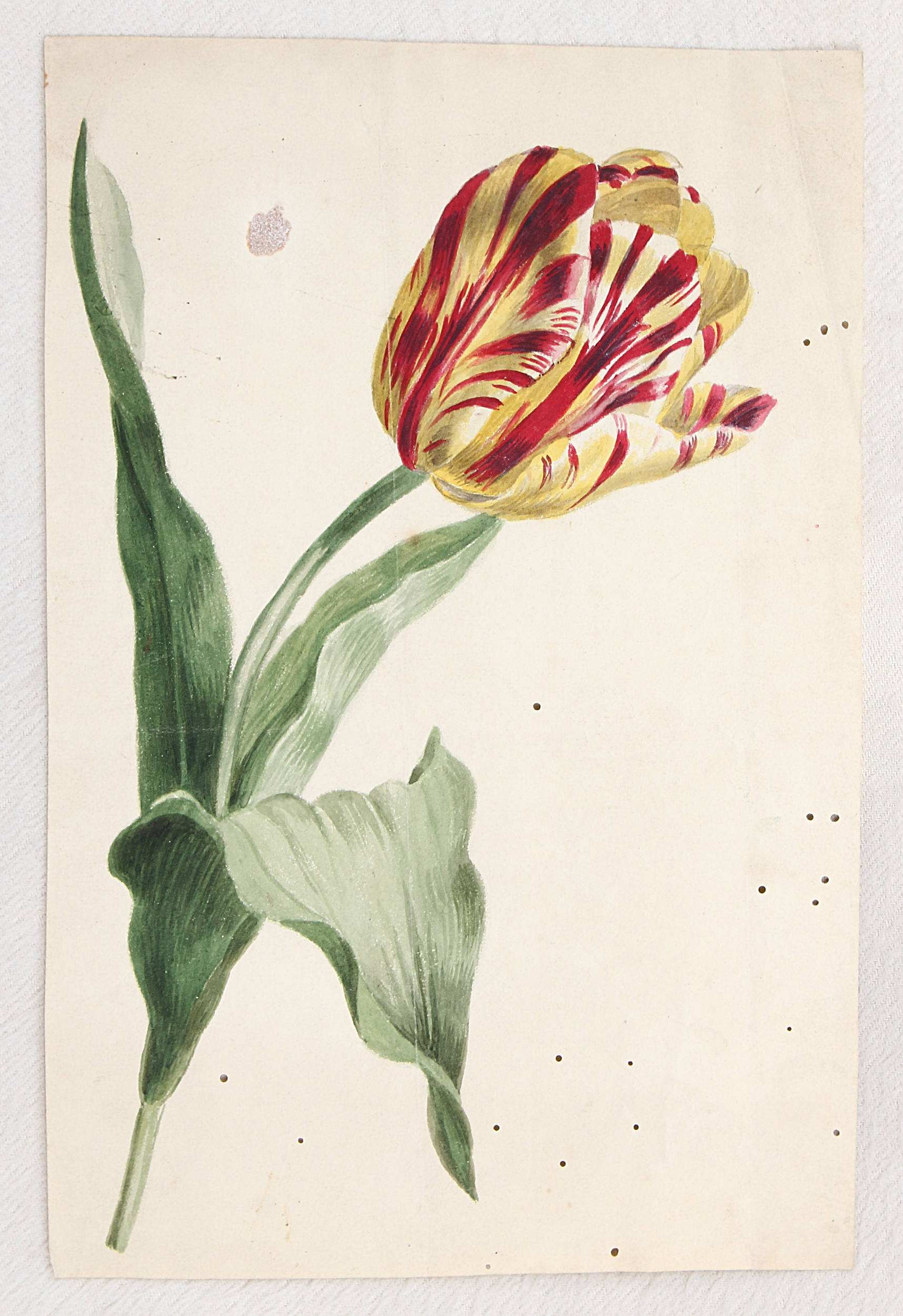 Tulpen. 17 Bll. Aquarelle u. Zeichnungen