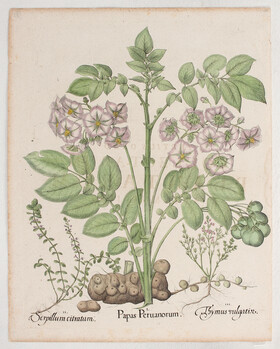 Besler, Papas Peruanorum / 12 Bll.