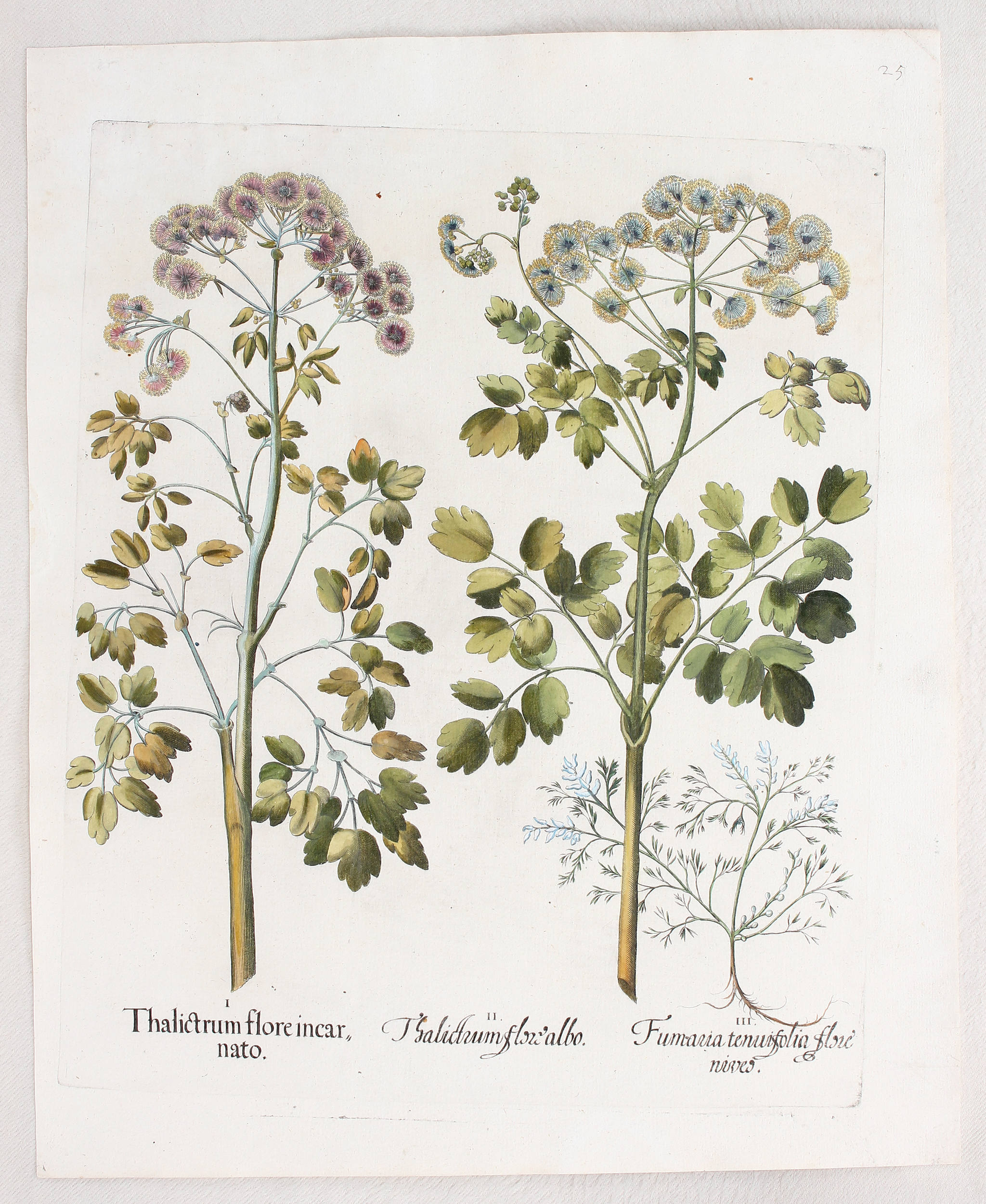Besler, Thalictrum