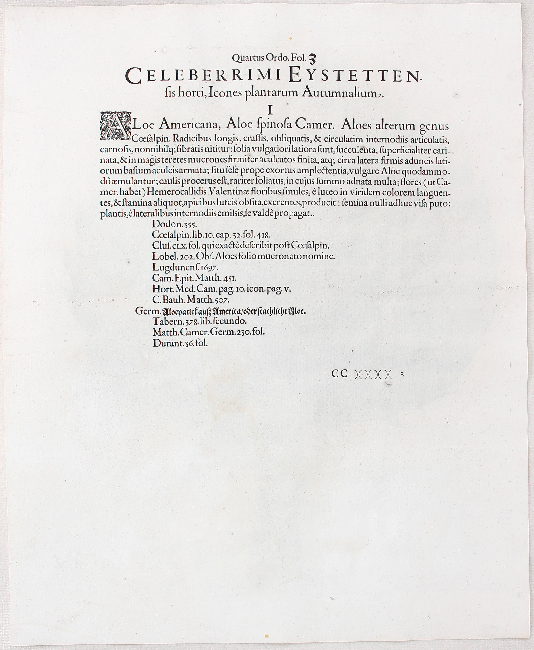 Besler, Fructus Artischochi