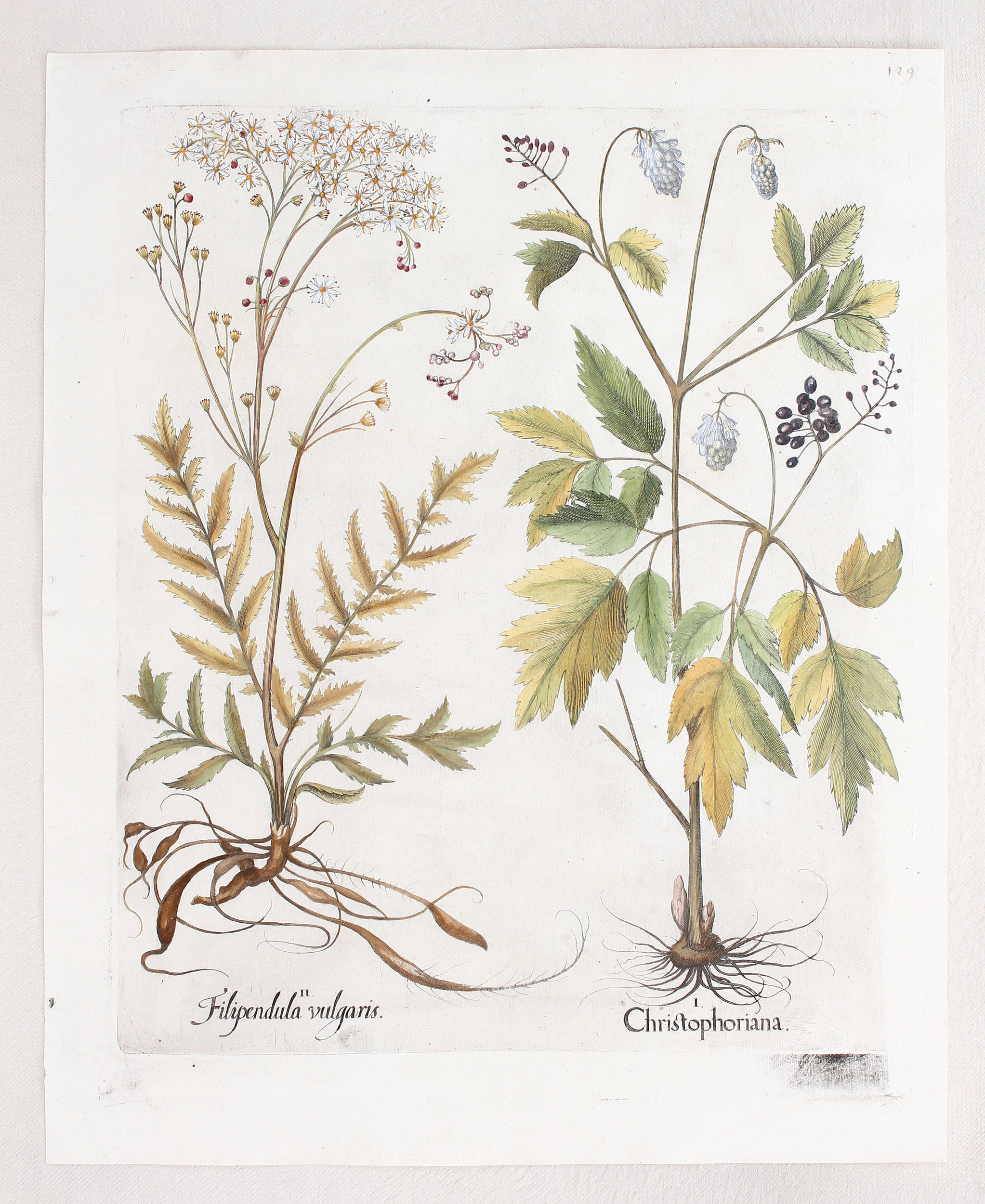 Besler, Christophoriana