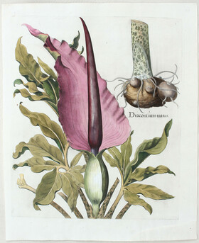 Besler, Dracontium
