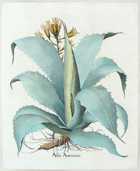 Besler, Aloe Americana