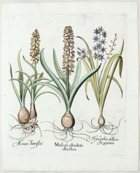 Besler, Muscari obsoleto