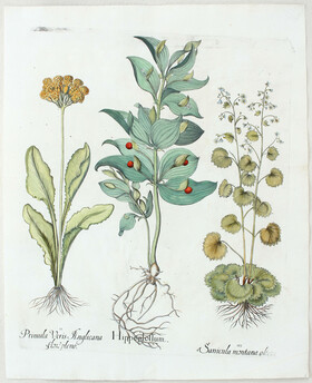 Besler, Hippoglossum