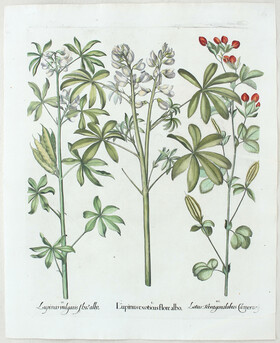 Besler, Lupinus exoticus / 2 Bll.