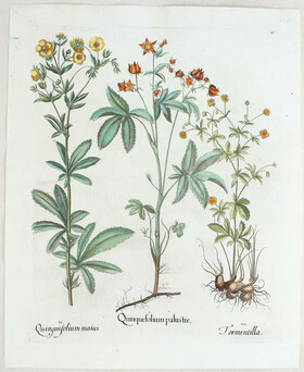 Besler, Quinquefolium