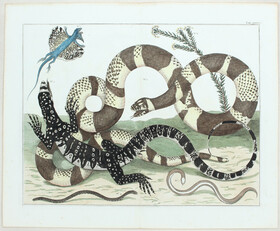 Schlangen, Echsen u. Frösche. 3 Bll. (Seba)