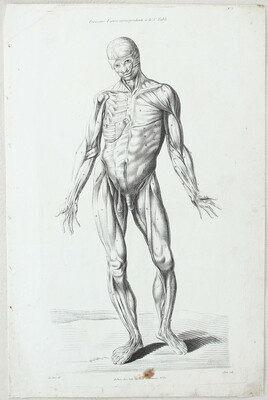 Anatomie.4 Bll. Le Clere-Petit / 12 Bll.