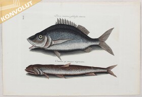 Fische. 3 Bll. (Catesby & Bloch) / 21 Bll.