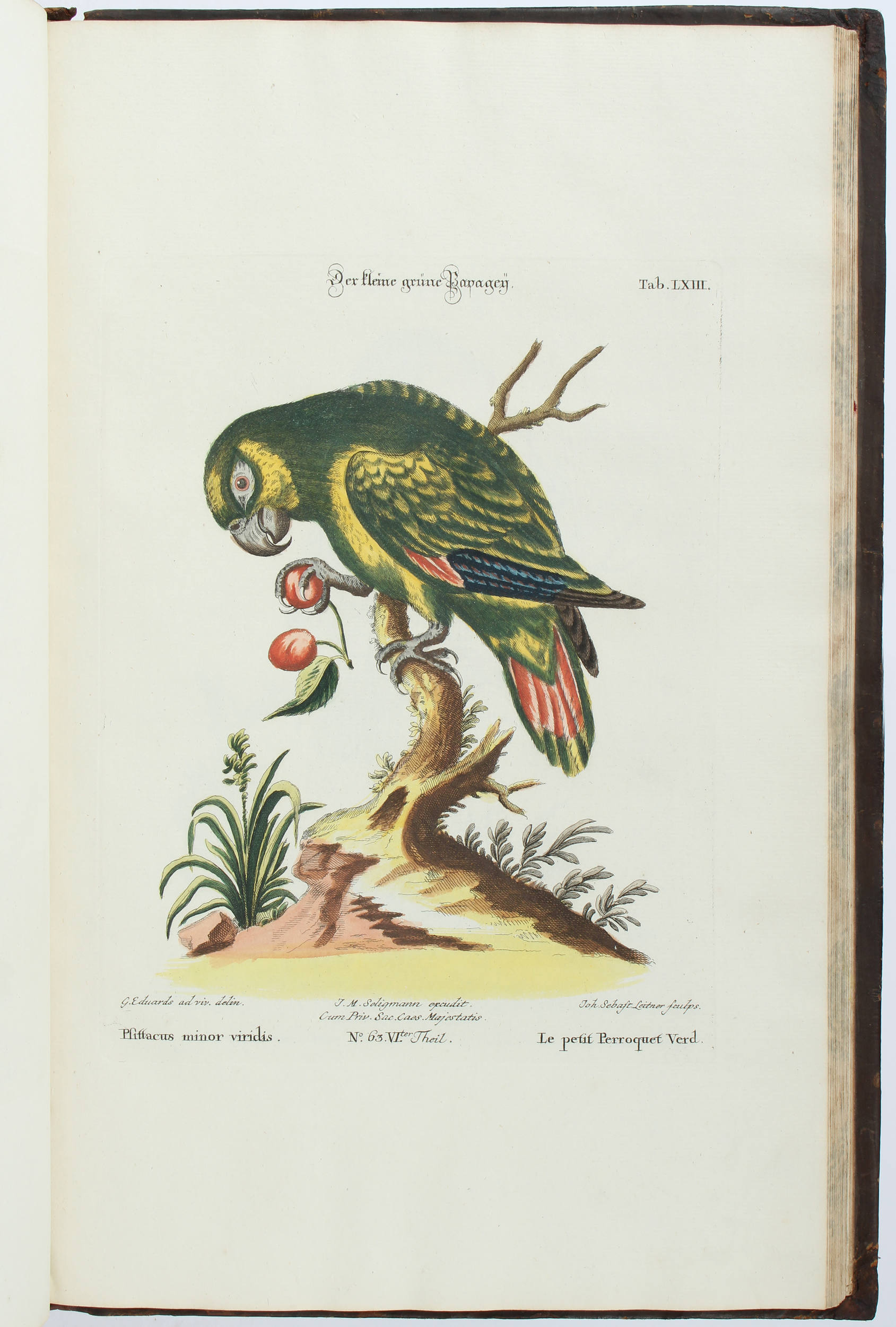 Seligmann, Verzameling van Vogelen. 9 in 5 Bdn.