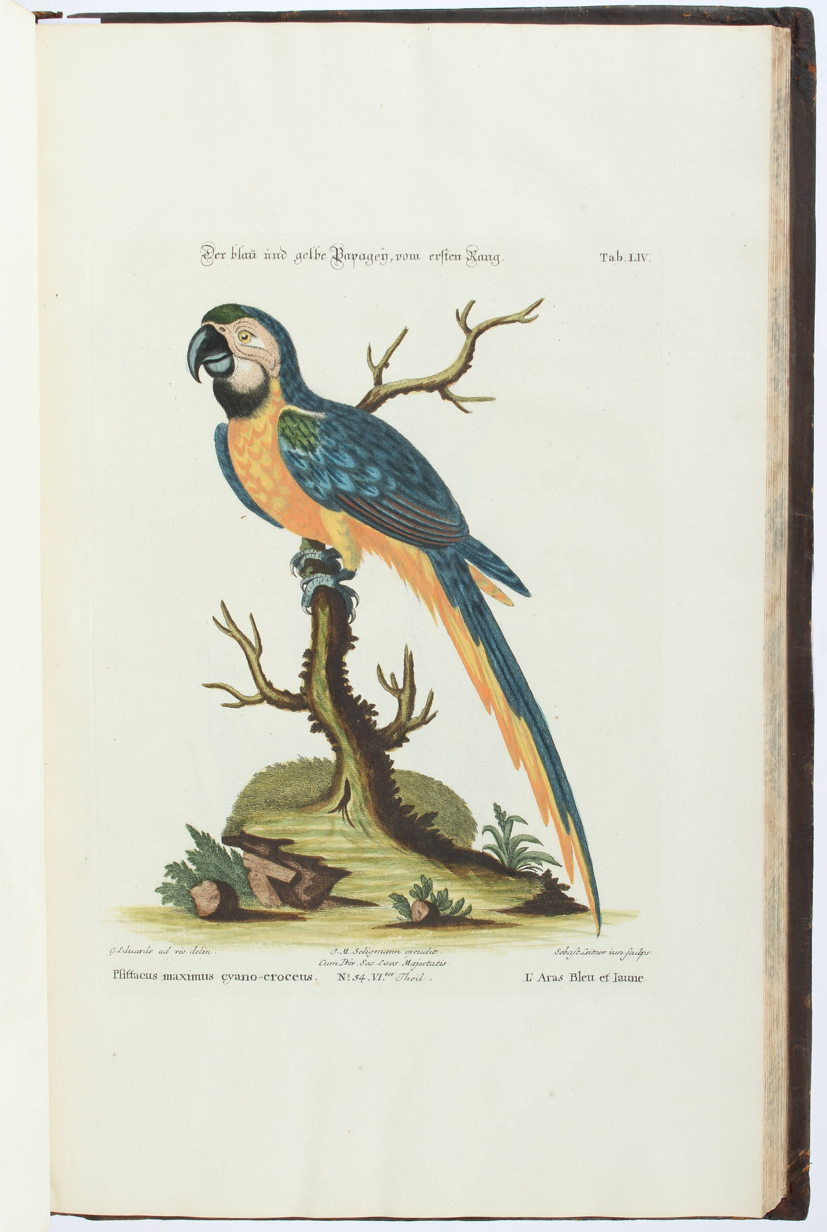 Seligmann, Verzameling van Vogelen. 9 in 5 Bdn.