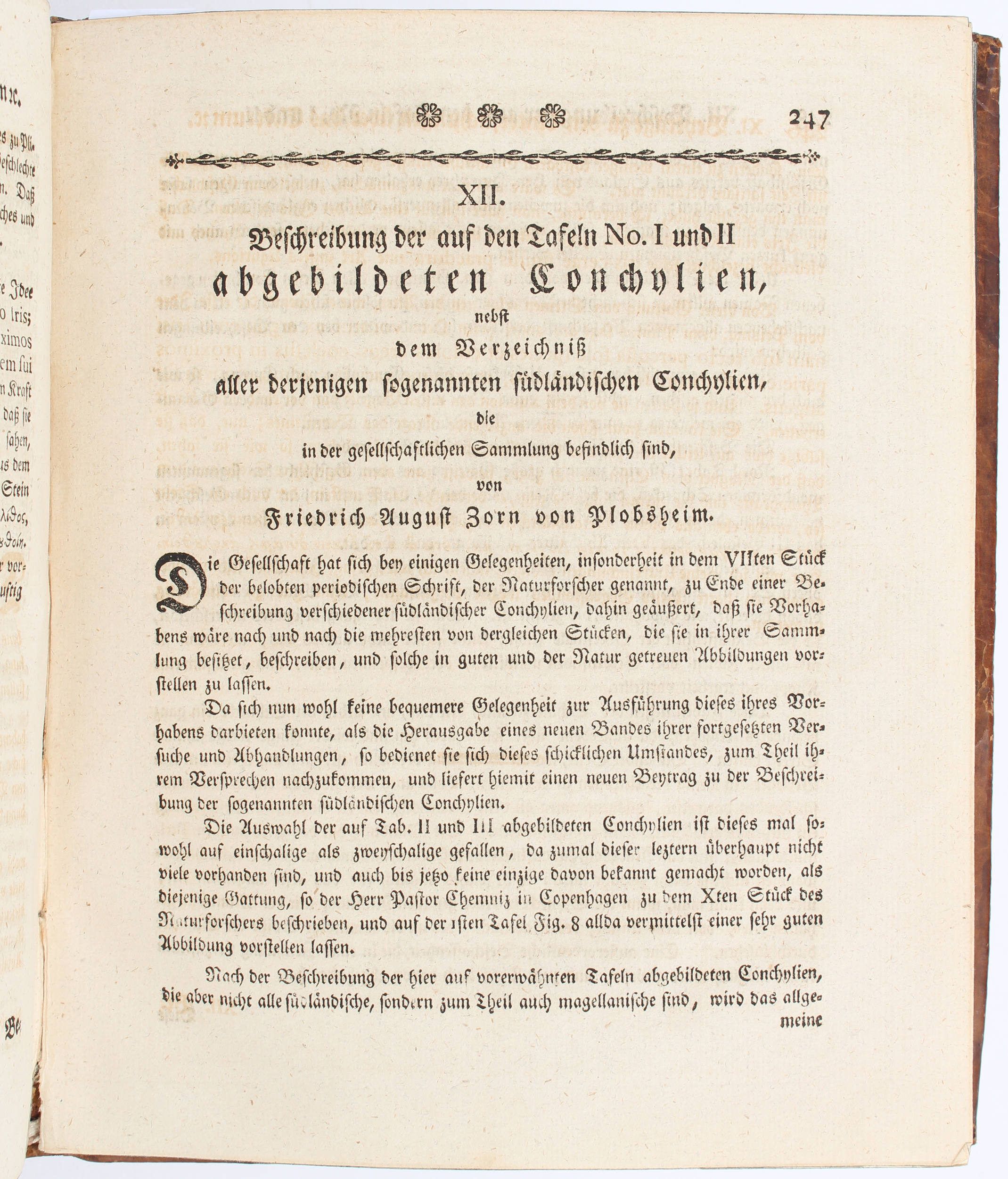 Zorn von Plobsheim, Beschreibung der Conchylien