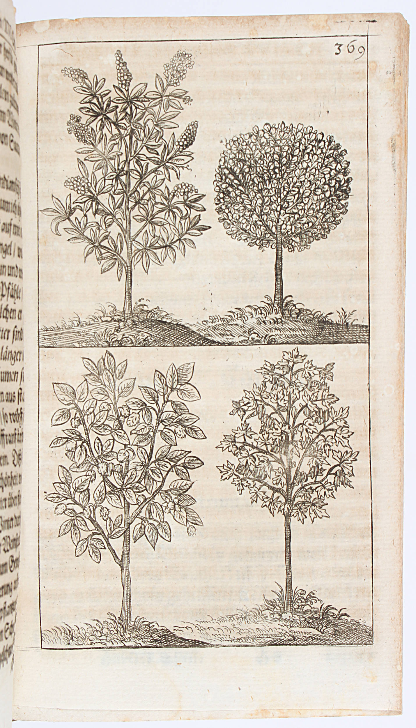 Dümler, Baum- u. Obstgarten