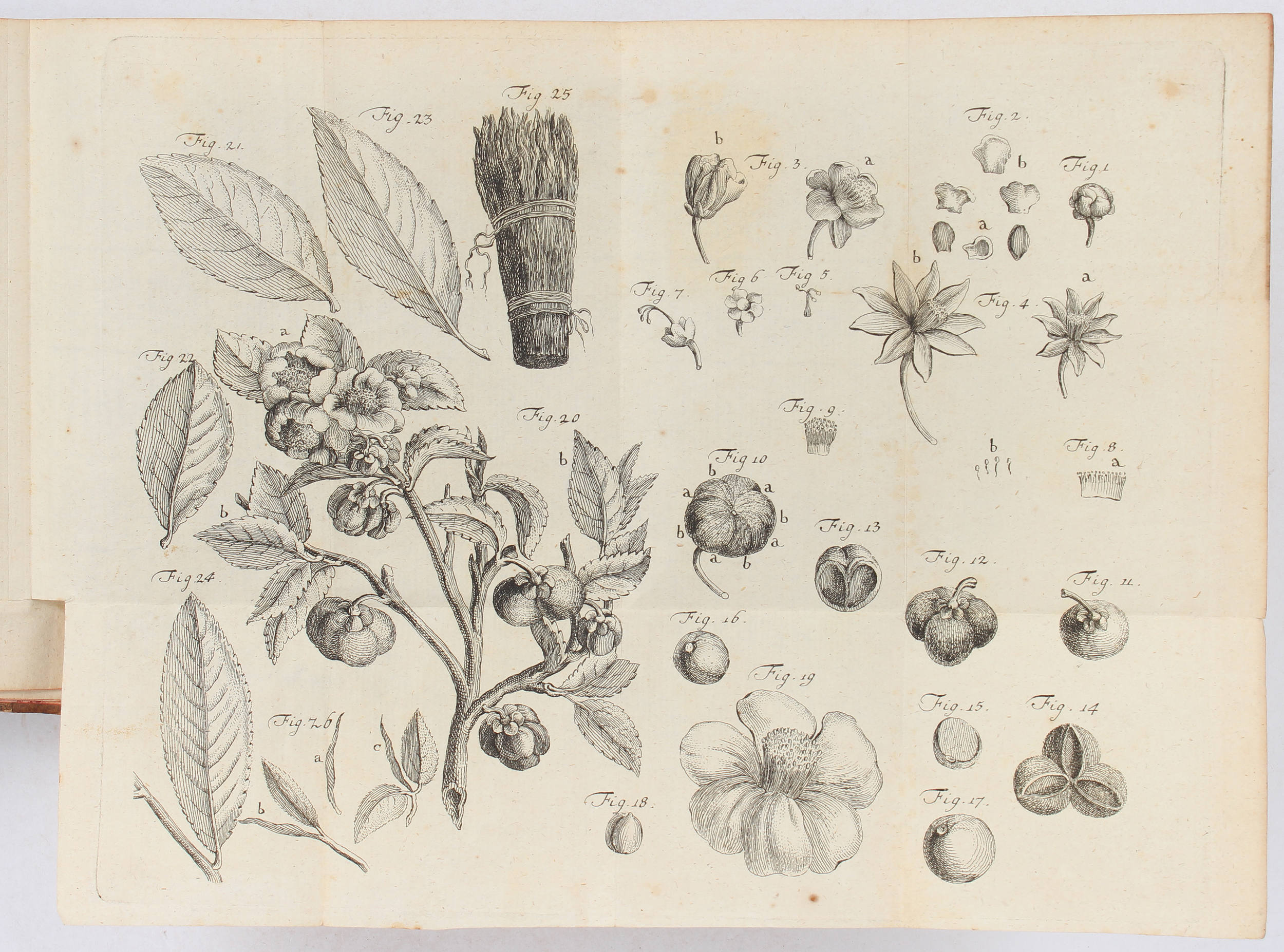 Lettsom, Geschichte des Thees und Koffees