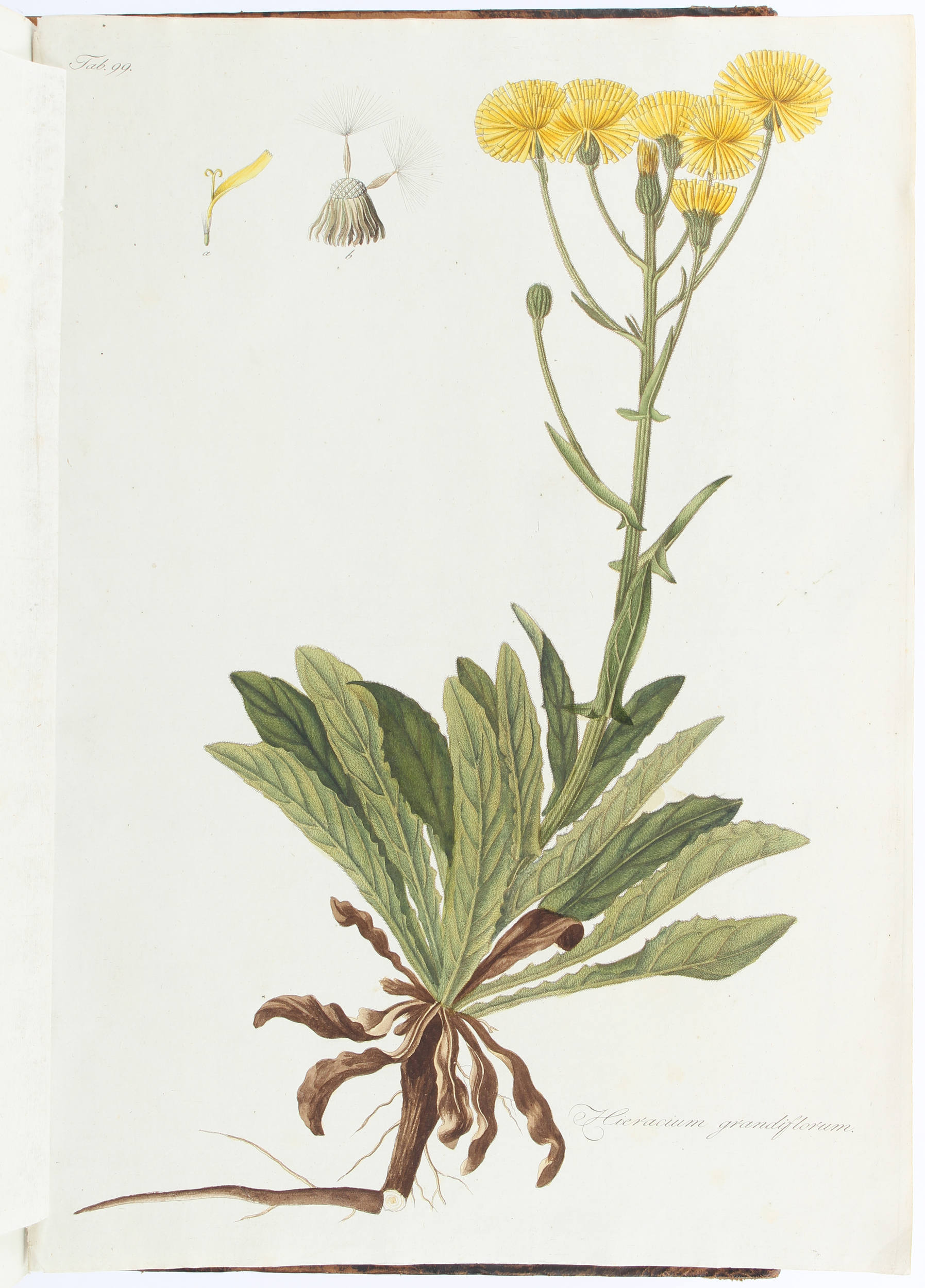 Waldstein/Kitaibel, Plantarum Hungariae. 3 Bde.