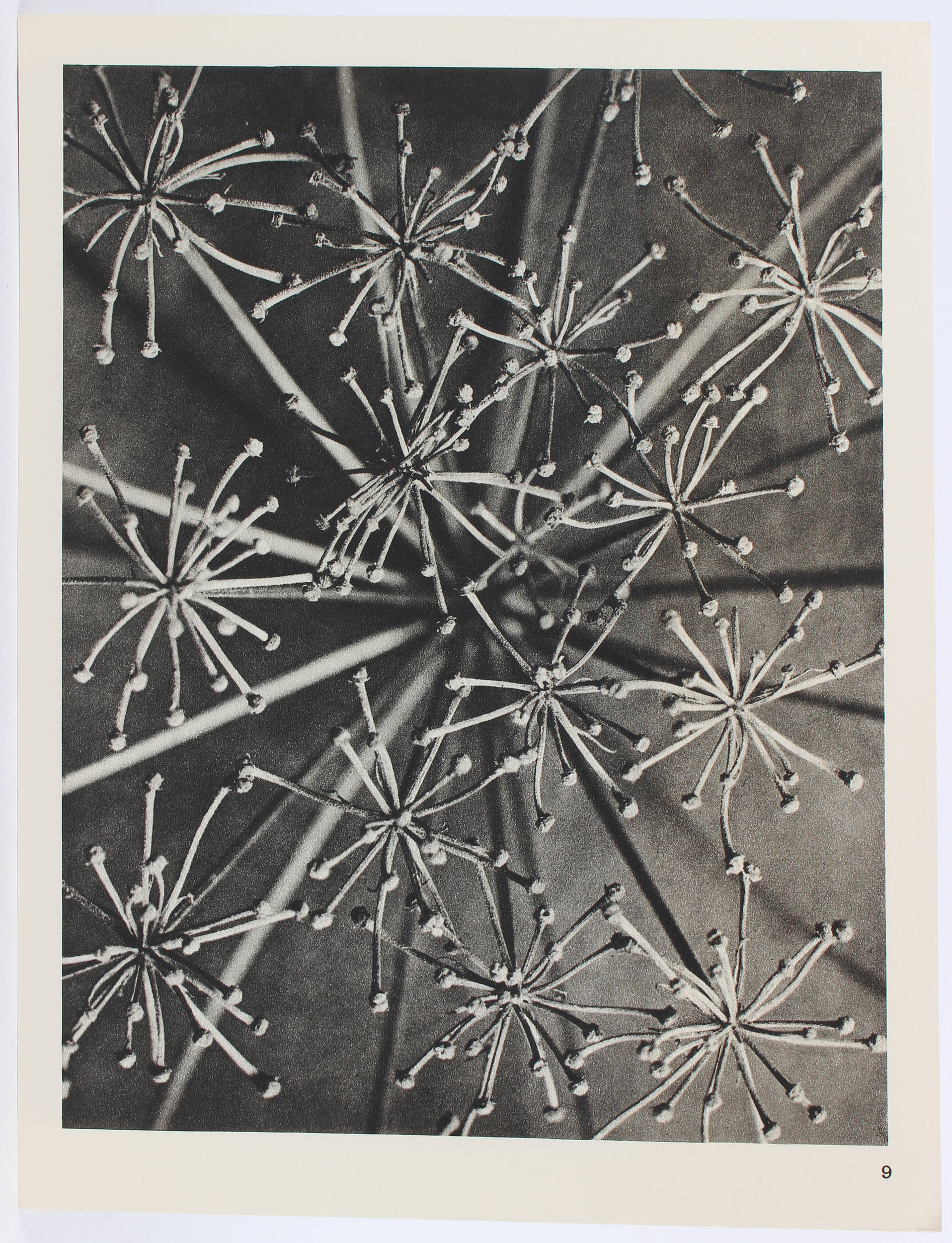 Blossfeldt, Wundergarten der Natur. Or.-Lwd.-Mappe / 2 Bde.