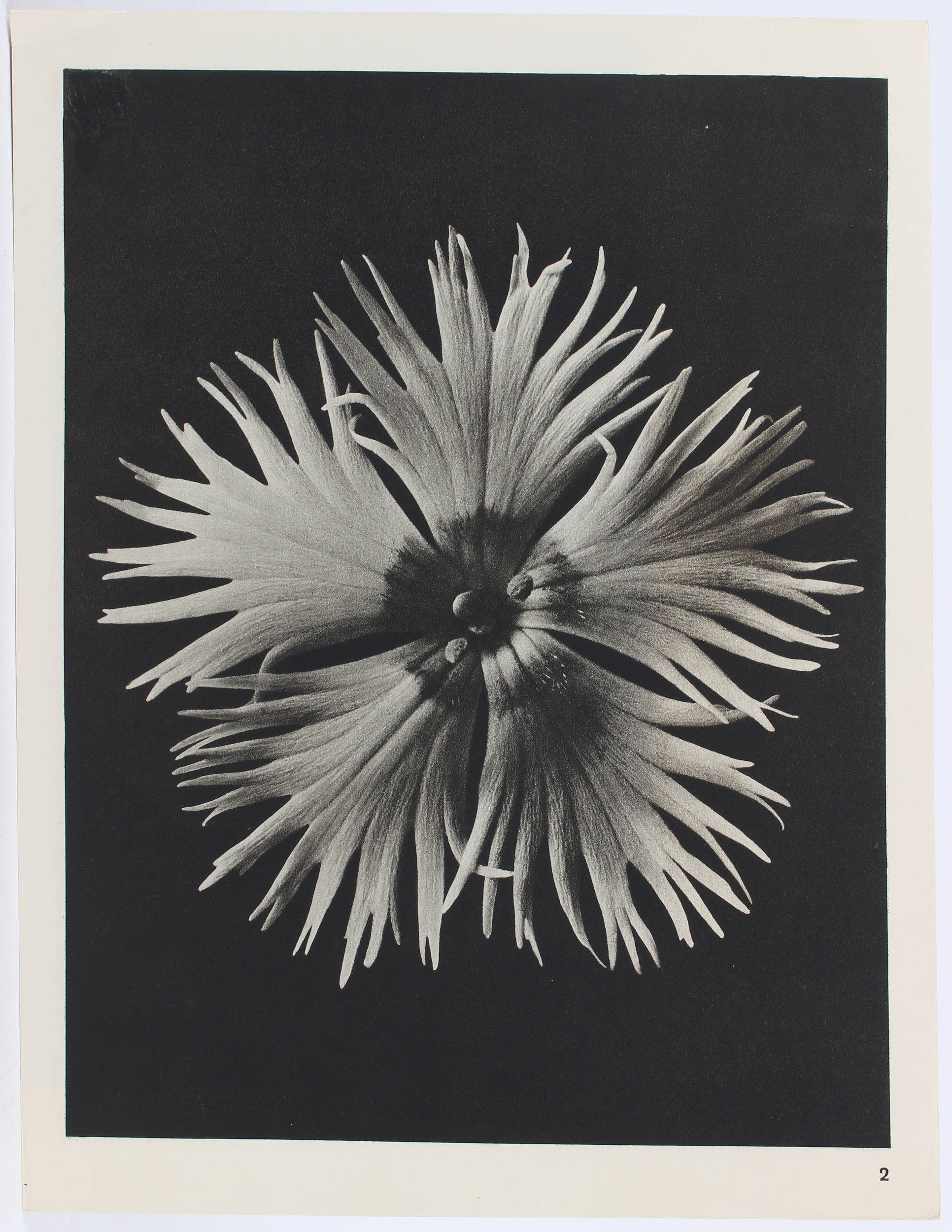 Blossfeldt, Wundergarten der Natur. Or.-Lwd.-Mappe / 2 Bde.
