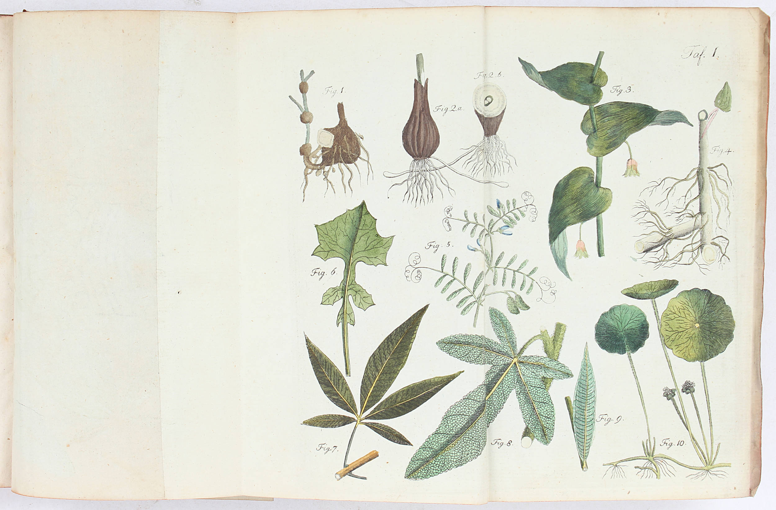 Batsch, Botanik für Frauenzimmer