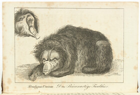 Zimmermann, Taschenbuch der Reisen. 18 Bde.