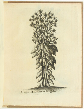 Chemnitz, Index Plantarum circa Brunsvigam. + Beibd.