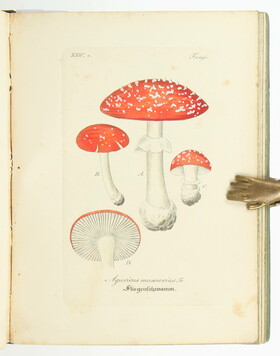 Hand-Atlas medicinisch-pharmaceutischer Gewächse. 2 Bde.