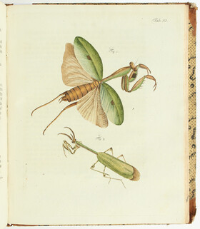 Fuessly, Archiv der Insektengeschichte