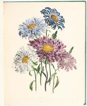 Loudon, The ladies' flower-garden. 4 Bde.