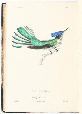 Lesson, Trochilidées