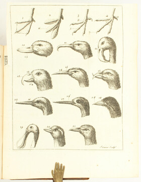 Barrère, Ornithologiae specimen + Linné, Systema + Fauna Svecica