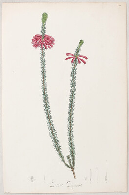 Redouté. 24 Bll. (Ventenat & Bonpland)