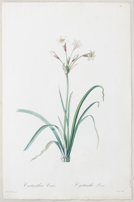 Redouté: 15 Bll. (Liliacèes) / 33 Bll.