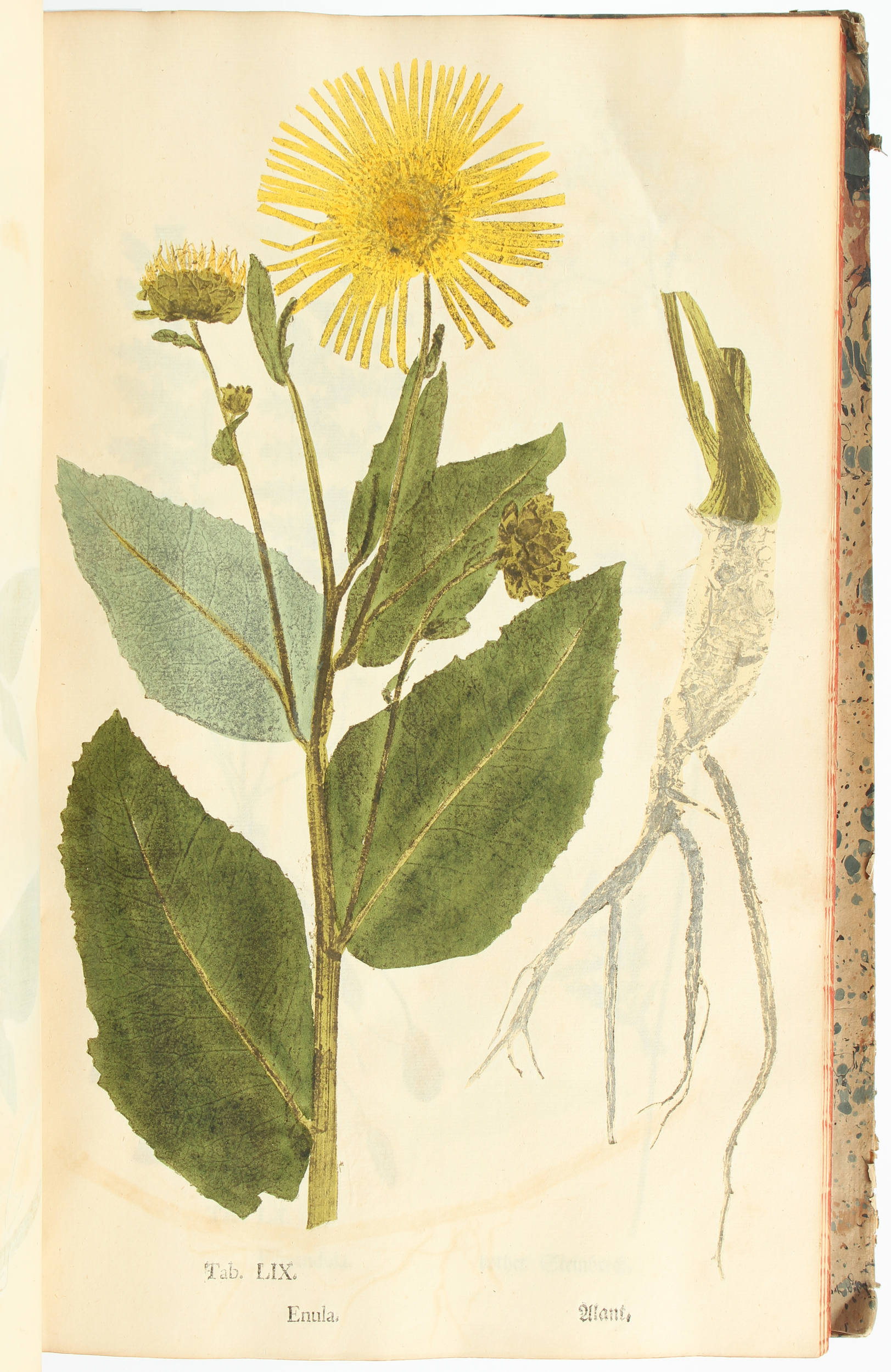 Ludwig, Ectypa vegetabilium