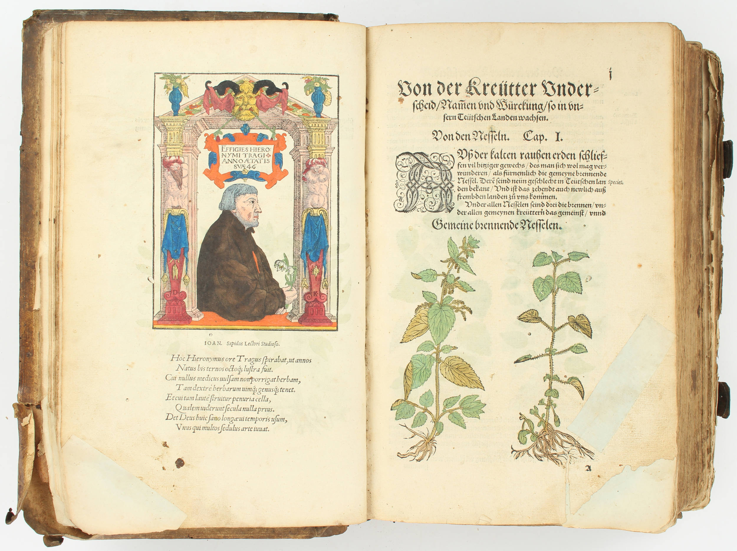 Bock, Kreutterbuch. 1565
