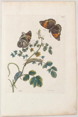 M. S. Merian, Taf. 32. Slaaperties