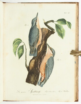 Drümpelmann, Abbildungen des Thierreichs