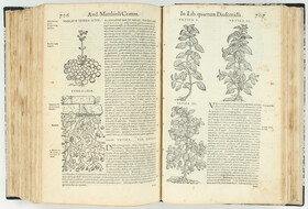 Mattioli, Commentarii in libros Discoridis. 1569