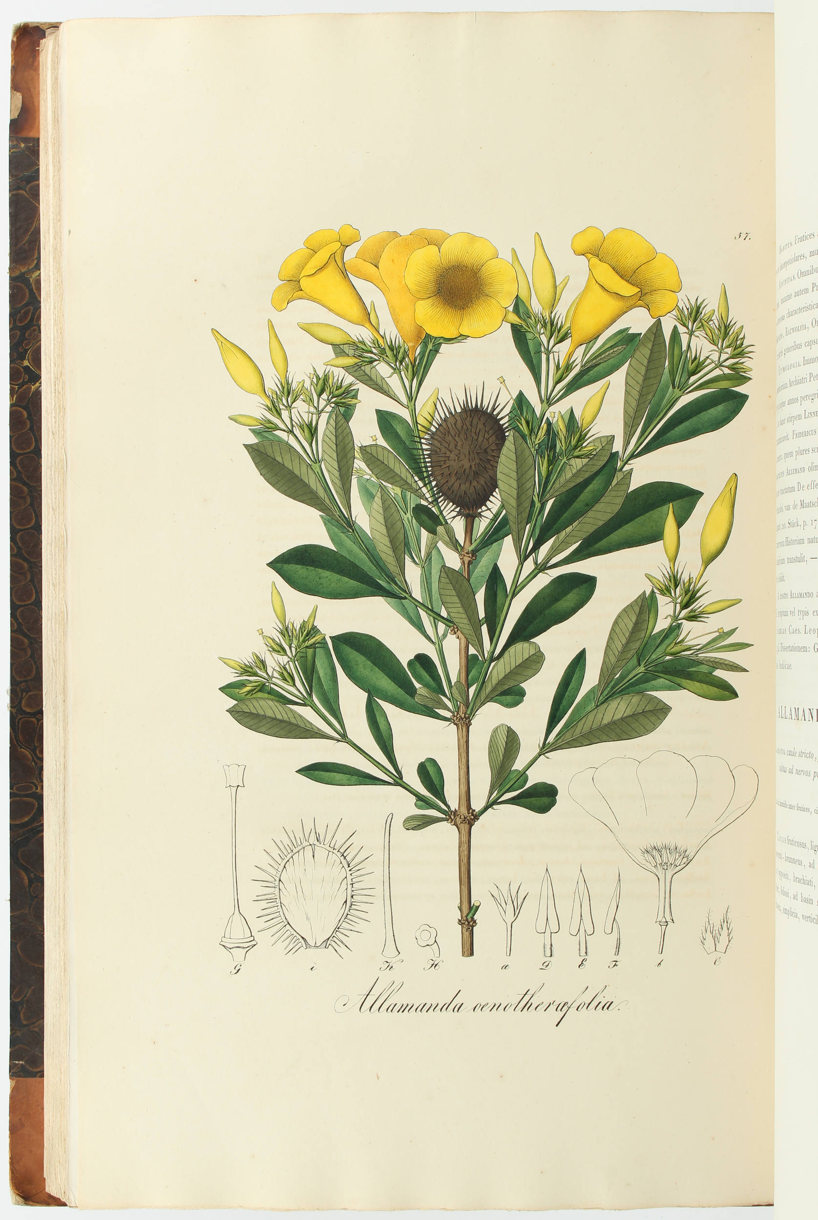 Pohl, Plantarum Brasiliae. 2 Bde.