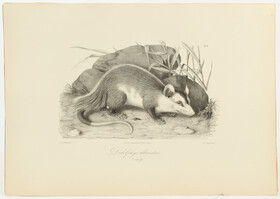 Burmeister, Fauna Brasiliens