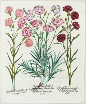 Besler, Caryophyllus multiplex foliis