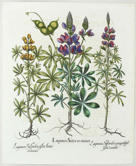 Besler, Lupinus Sativus maior / 2 Bll.