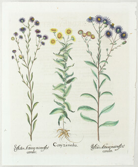 Besler, Conyza media / 2 Bll.
