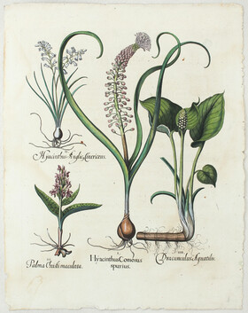 Besler, Hyacinthus Comosus / 2 Bll.