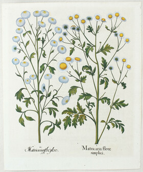 Besler, Matricaria flore simplici