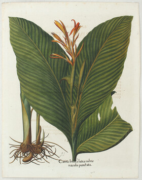 Besler, Canna Indica / 2 Bll.