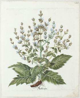 Besler, Aethiopis (= Salbei)