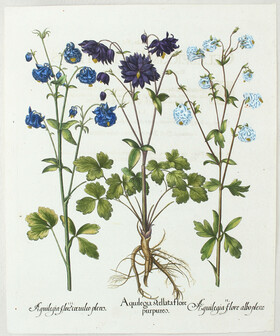 Besler, Aquilegia stellata flore purpureo